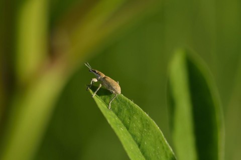 Weevil (Otiorhynchus) on a leaf. Otiorhynchus on a leaf