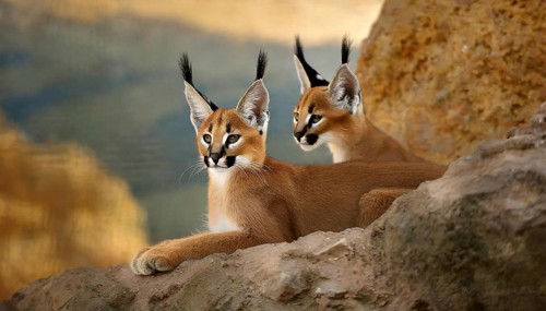 AI generated, animal, animals, mammal, mammals, biotope, habitat, two, female, young, foraging,