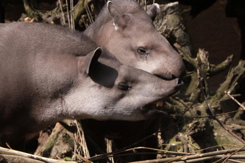 Lowland tapirs