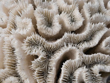 Coral