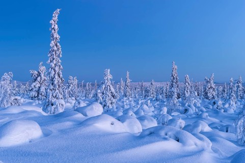 Snow-covered landscape at dusk, Norrbotten, Lapland, Sweden, February 2013, Europe