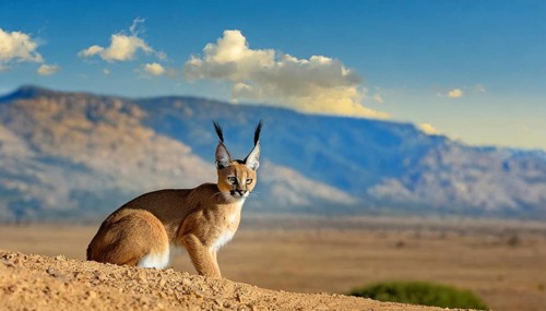 AI generated, animal, animals, mammal, mammals, biotope, habitat, a, individual, foraging,