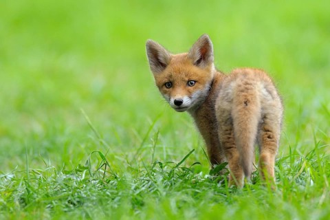 Fox cub, Vulpes vulpes, Germany, Europe