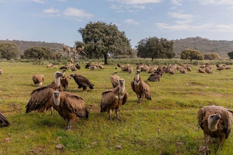 Griffon Vulture and Black Vulture (Gyps fulvus and Aegypius monachus), Spain, Europe