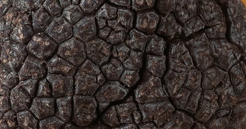 Perigord Truffle (tuber melanosporum), Mushrooms