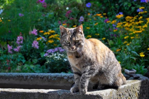 Multicoloured domestic cat at the garden fountain
