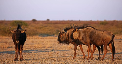Blue wildebeests (Connochaetes taurinus) in morning light, Central Kalahari, Botswana, Botswana,
