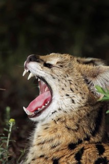 Serval (Leptailurus serval) yawns in South Africa
