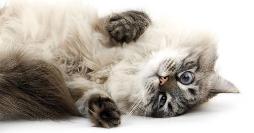 Neva Masquerade Siberian Domestic Cat, Seal Tabby Point Colour, Male against White Background