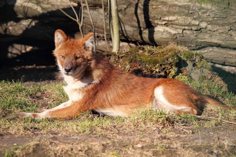 Dhole (Cuon alpinus)