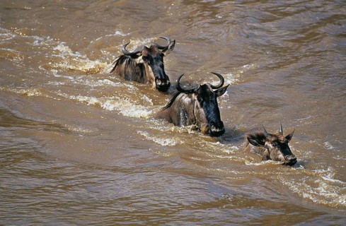 Blue Wildebeest (connochaetes taurinus), Group crossing Mara River during Migration, Masai Mara