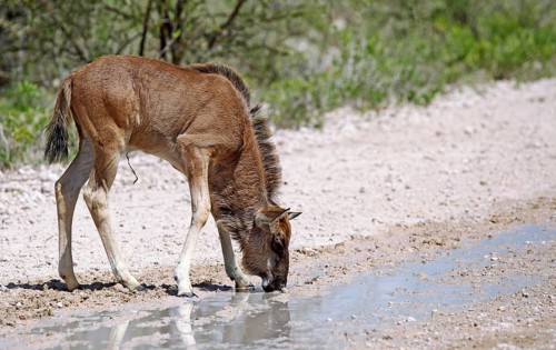 Very young wildebeest, Etosha, Namibia, very young wildebeest, Etosha, Namibia, Africa