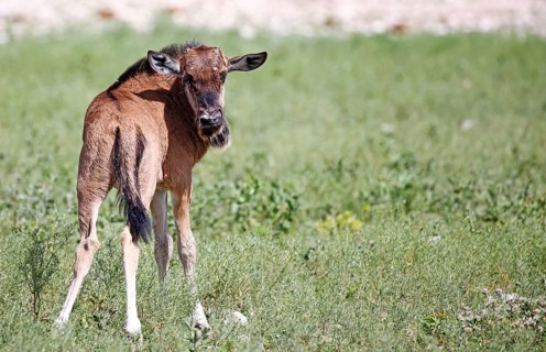 Very young wildebeest, Etosha, Namibia, very young wildebeest, Etosha, Namibia, Africa