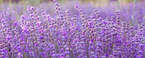 Violet purple lavender field close uppanoramic banner. Flowers in pastel colors at blur background