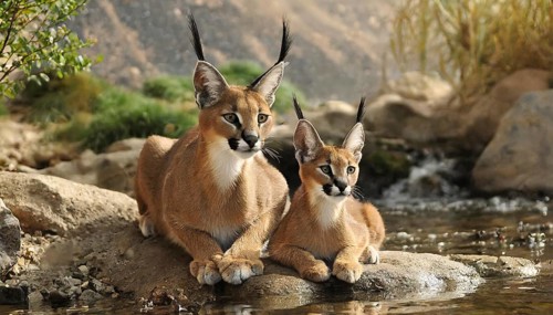 AI generated, animal, animals, mammal, mammals, biotope, habitat, two, female, juvenile, foraging,