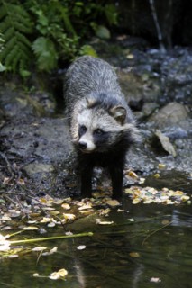Tanuki