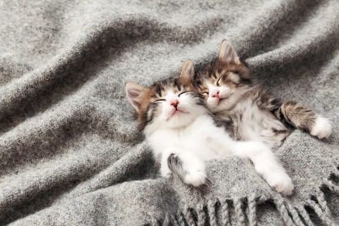 Two little adorable tricolor kittens sleep with eyes closed and lying covered with a gray fluffy