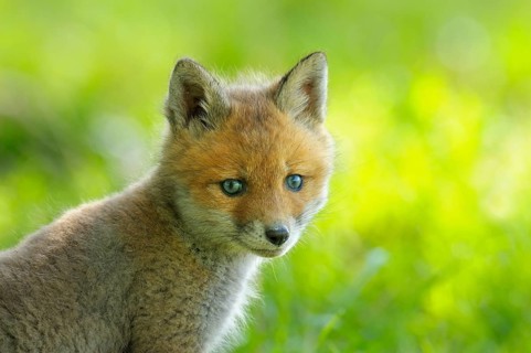 Fox cub, Vulpes vulpes, Germany, Europe