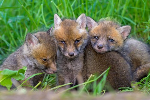 Three young foxes (Vulpes vulpes) sitting close together on a green meadow and looking curiously