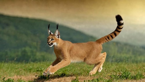 AI generated, animal, animals, mammal, mammals, biotope, habitat, a, individual animal, foraging,