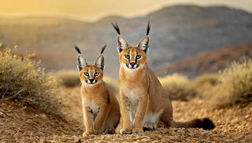 AI generated, animal, animals, mammal, mammals, biotope, habitat, two, female, juvenile, foraging,