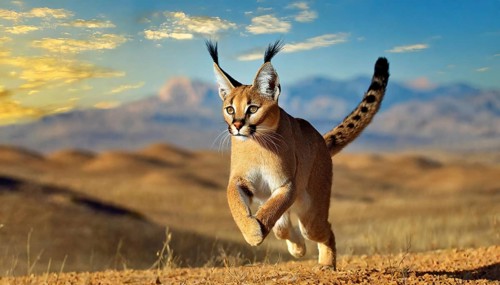 AI generated, animal, animals, mammal, mammals, biotope, habitat, one, individual, foraging,