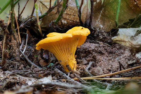 Close-up of a yellow chanterelle mushroom between pine needles on the forest floor