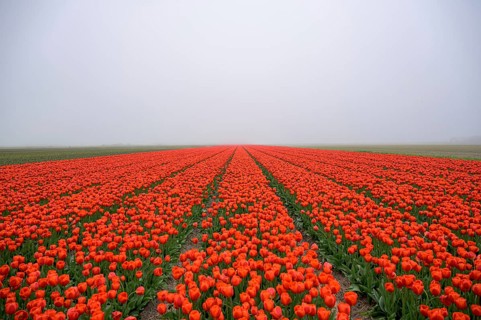 A misty tulip field with intense red flowers as a splash of colour in nature, Tulips, Tulipa,
