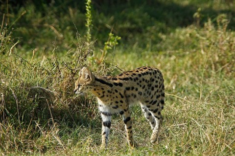 Serval (leptailurus serval), Adult, Masai Mara Park in Kenya