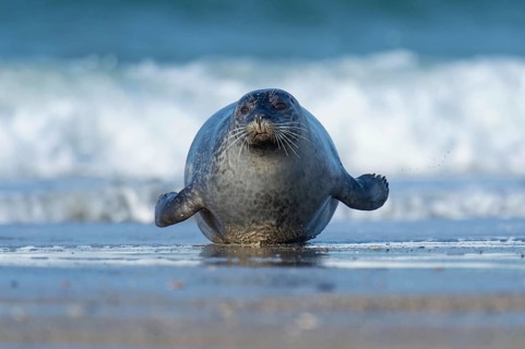 Harbor seal (Phoca vitulina), Heligoland, Schleswig-Holstein, Germany, Europe
