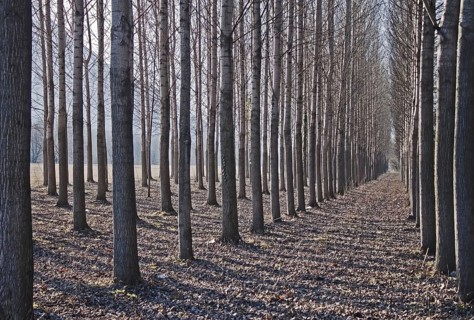 Birches, monoculture, Switzerland, Europe