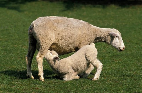 ILE DE FRANCE SHEEP, A FRENCH BREED, LAMB SUCKLING SHEEP