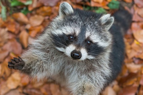 Raccoon (Procyon lotor) Saxony-Anhalt, Germany, Europe