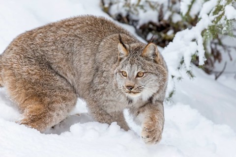 A bobcat hunts for prey in a snowy forest habitat