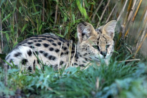 Serval