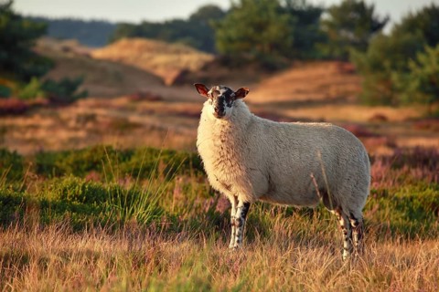 Sheep on hill with heather in sunset sunlight