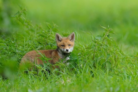 Fox cub, Vulpes vulpes, Germany, Europe