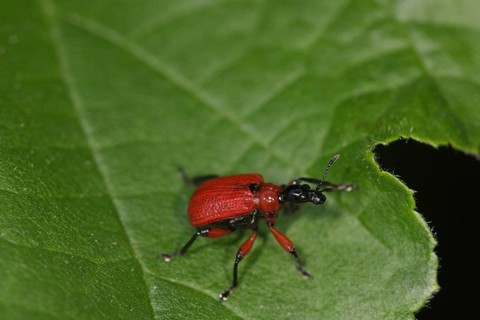 Hazel leaf roller