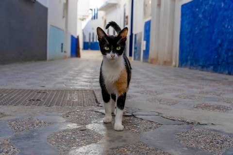A small stray cat walks around in a city in Morocco