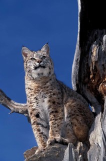 BOBCAT (lynx rufus), ADULT ON TREE, LOOKING AROUND, CANADA