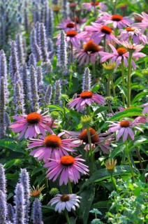 Purple cone flower (Echinacea purpurea)