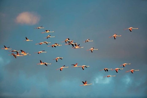 Greater Flamingos (Phoenicopterus roseus), in flight, Camargue, France, Europe