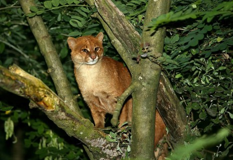 Jaguarundi, herpailurus yaguarondi, Adult standing on Branch