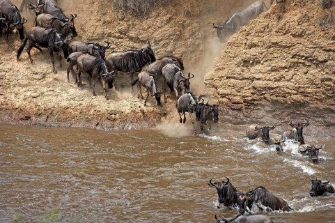 Blue Wildebeest (connochaetes taurinus), Herd migrating, Crossing Mara River, Masai Mara Park in