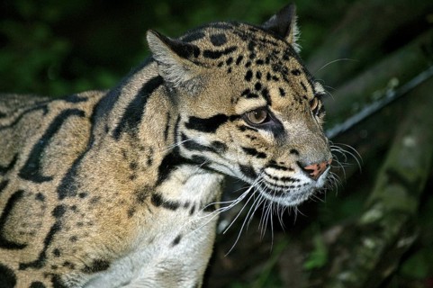 CLOUDED LEOPARD (neofelis nebulosa), PORTRAIT OF ADULT