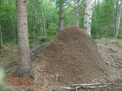 Large anthill in Värmland in Sweden