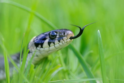 Grass snake (Natrix natrix) Lower Saxony, Germany, Europe