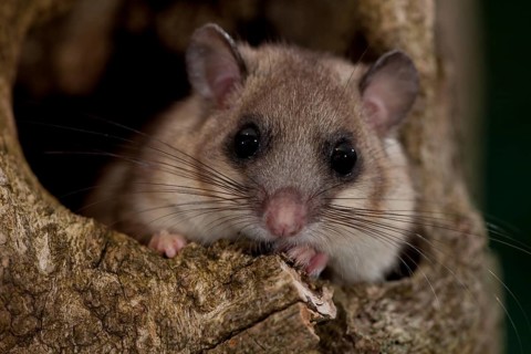 Edible dormouse (Glis glis) Rhineland-Palatinate, Germany, Europe