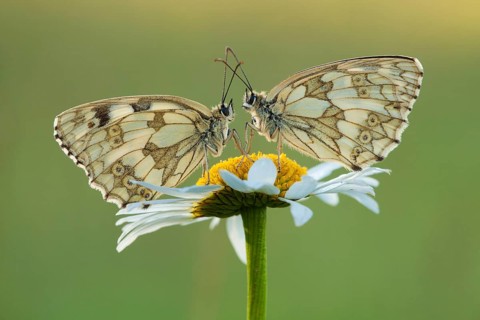 Marbled white (Melanargia galathea), Ox-eye daisy (Leucanthemum vulgare), two, North