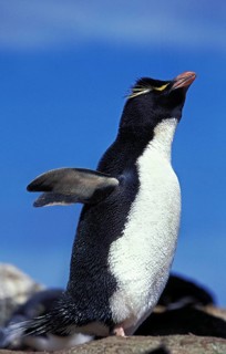 ROCKHOPPER southern rockhopper penguin (eudyptes chrysocome), ADULT, ANTARCTICA